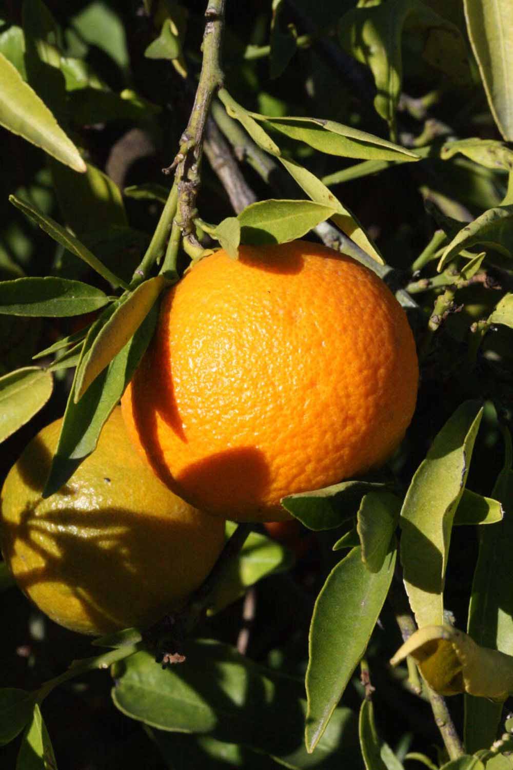              Fruit (Riverside, CA)       